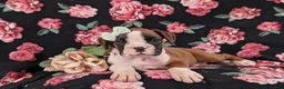 Boxer dogs for sale: Ramsey - Ad 5
