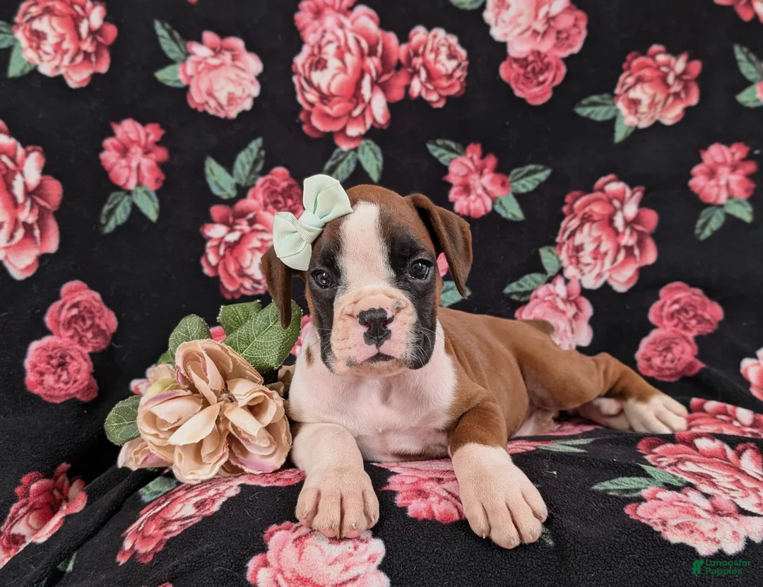 Boxer dogs for sale: Ramsey - Ad 5