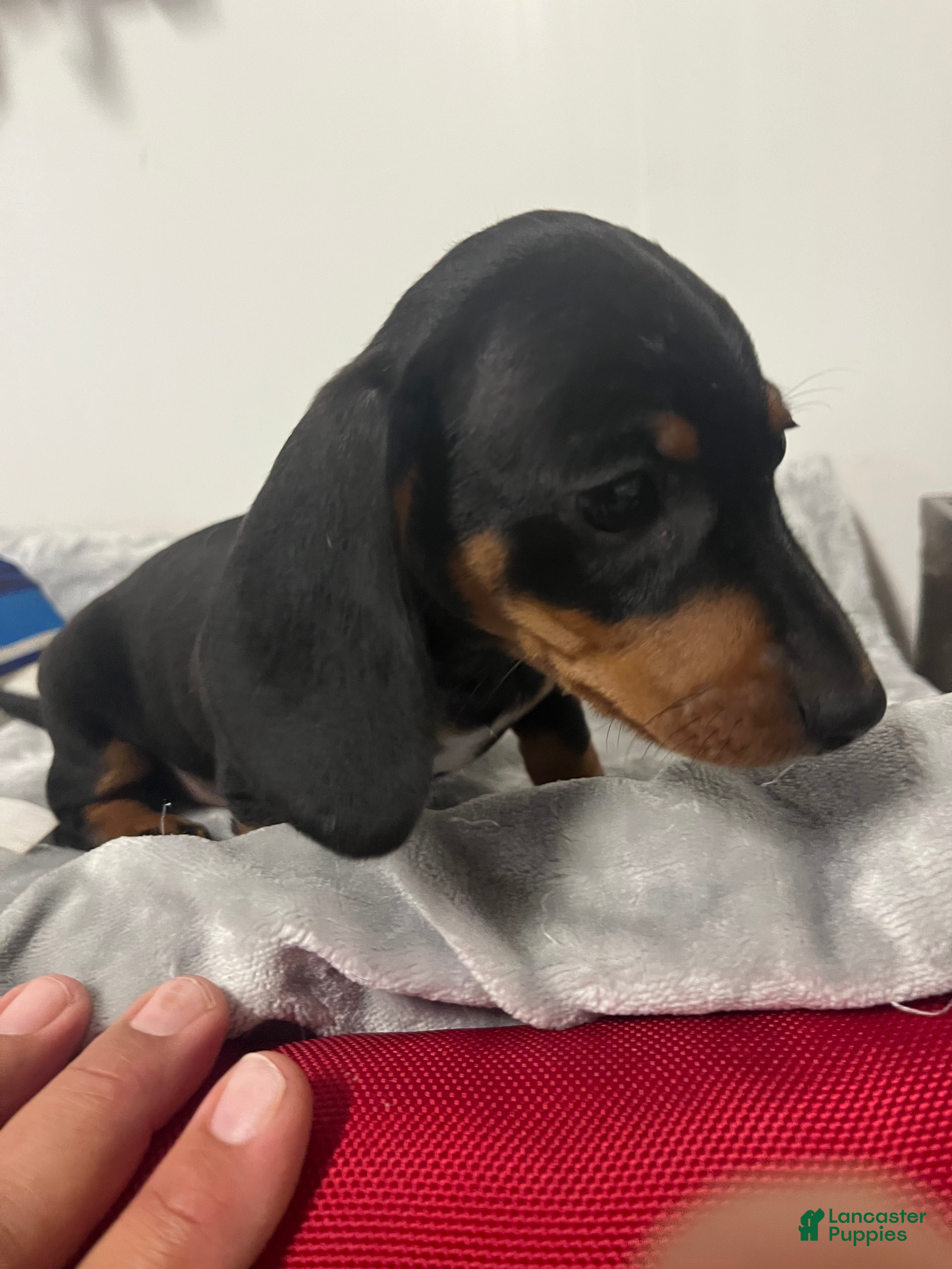 Miniature Dachshund dogs Gail - Ad 1
