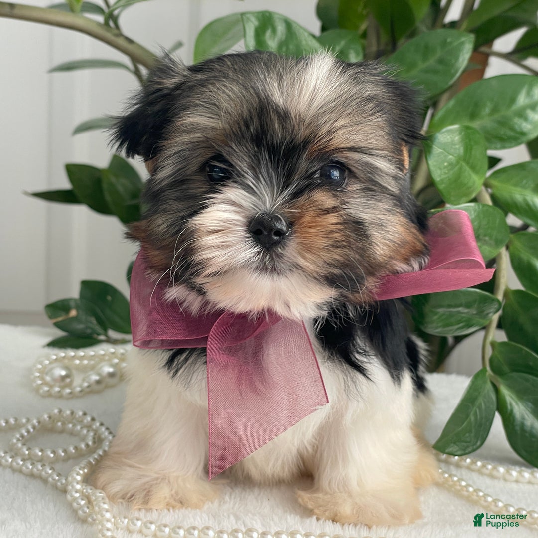 Biewer Terrier dogs for sale: Chichi - Ad 4