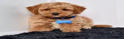 Mini Goldendoodle dogs for sale: Mr. Max - Ad 6