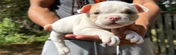 American Bully dogs for sale: American Bully 2 - Ad 3
