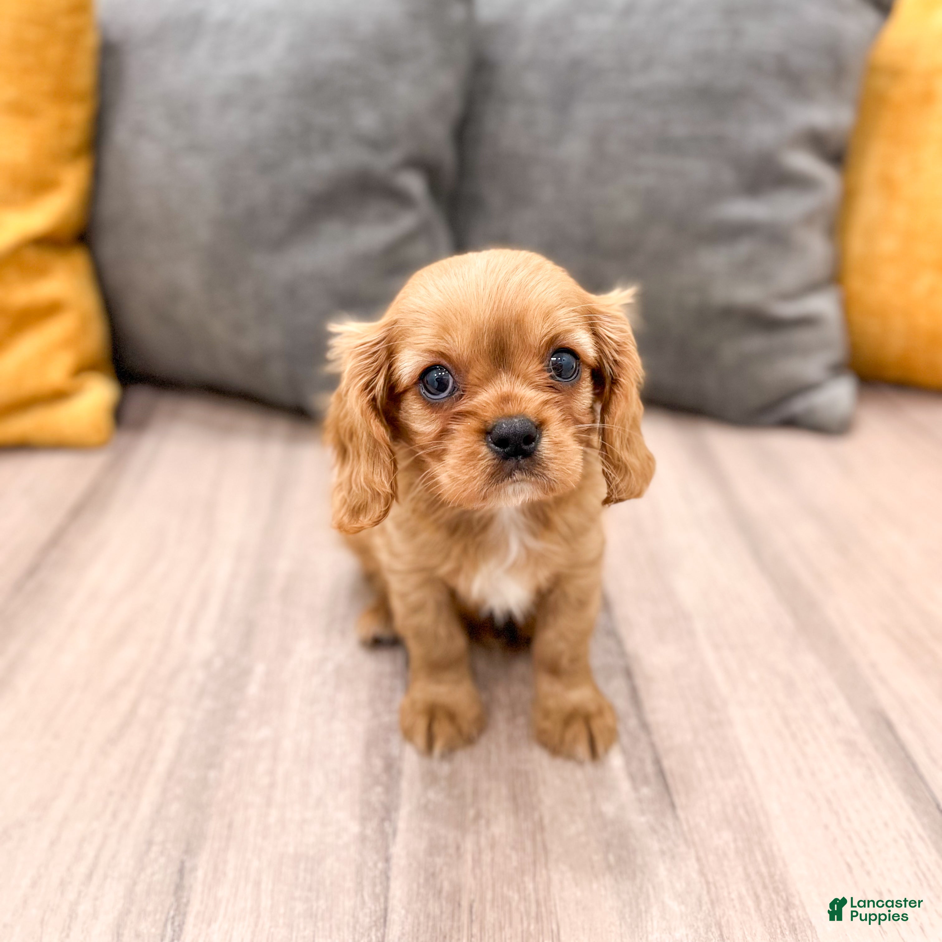 Cavalier King Charles Spaniel dogs Max - Ad 1