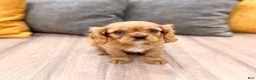 Cavalier King Charles Spaniel dogs for sale: Max - Ad 1