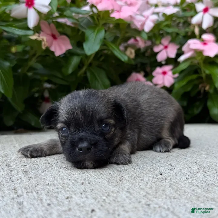 Chihuahua dogs Lance - Ad 29