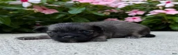 Chihuahua dogs for sale: Lance - Ad 1