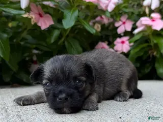 Chihuahua dogs Lance - Ad 29