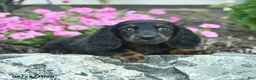 Miniature Dachshund dogs for sale: Boots  - Ad 2