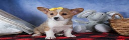 Welsh Corgi Pembroke dogs for sale: Monty - Ad 7