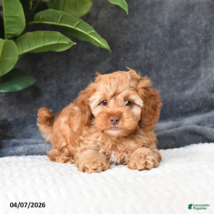 Cavapoo dogs Buddy - Ad 2