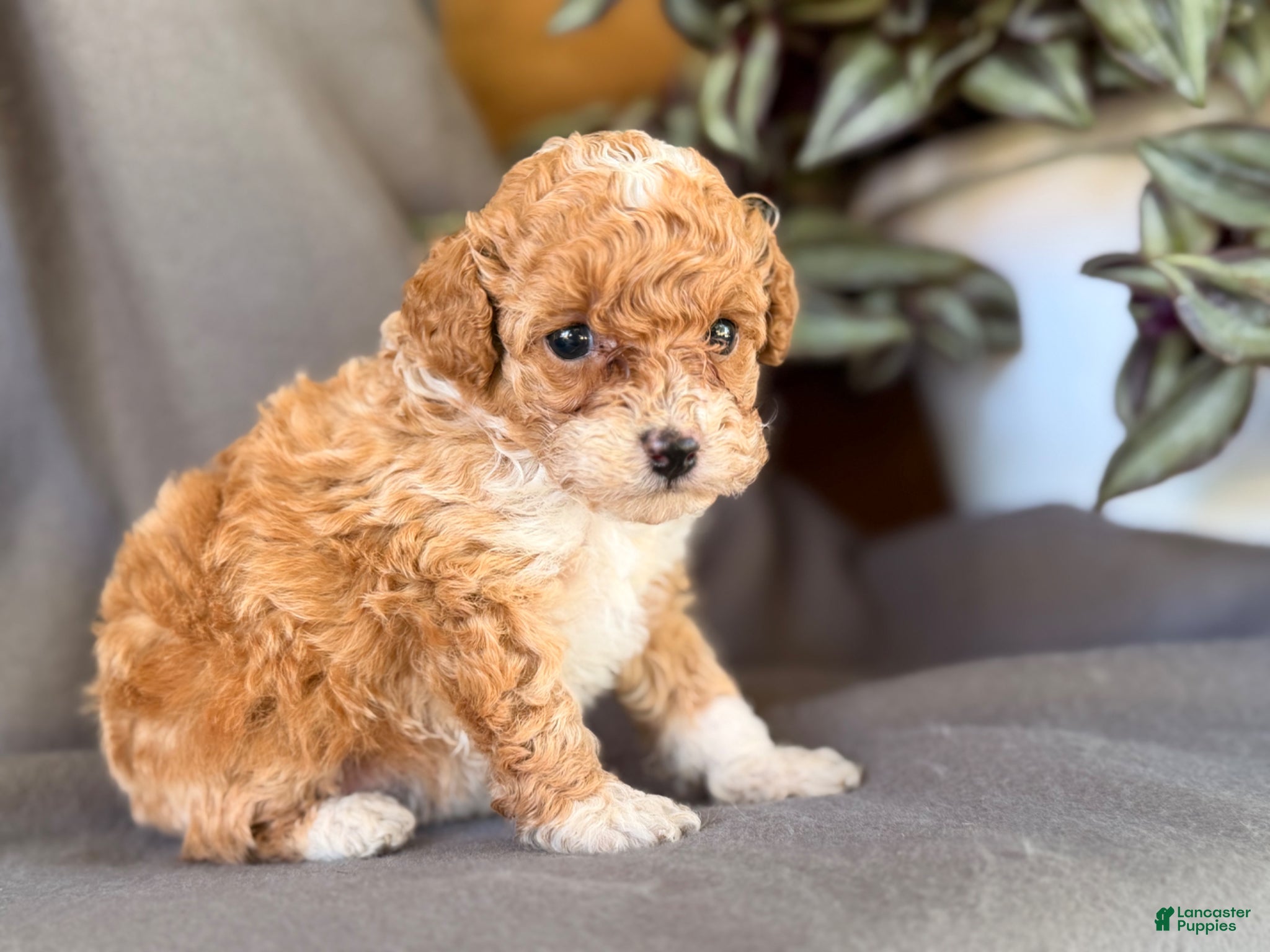 Toy Poodle dogs for sale: Kandy  - Ad 2