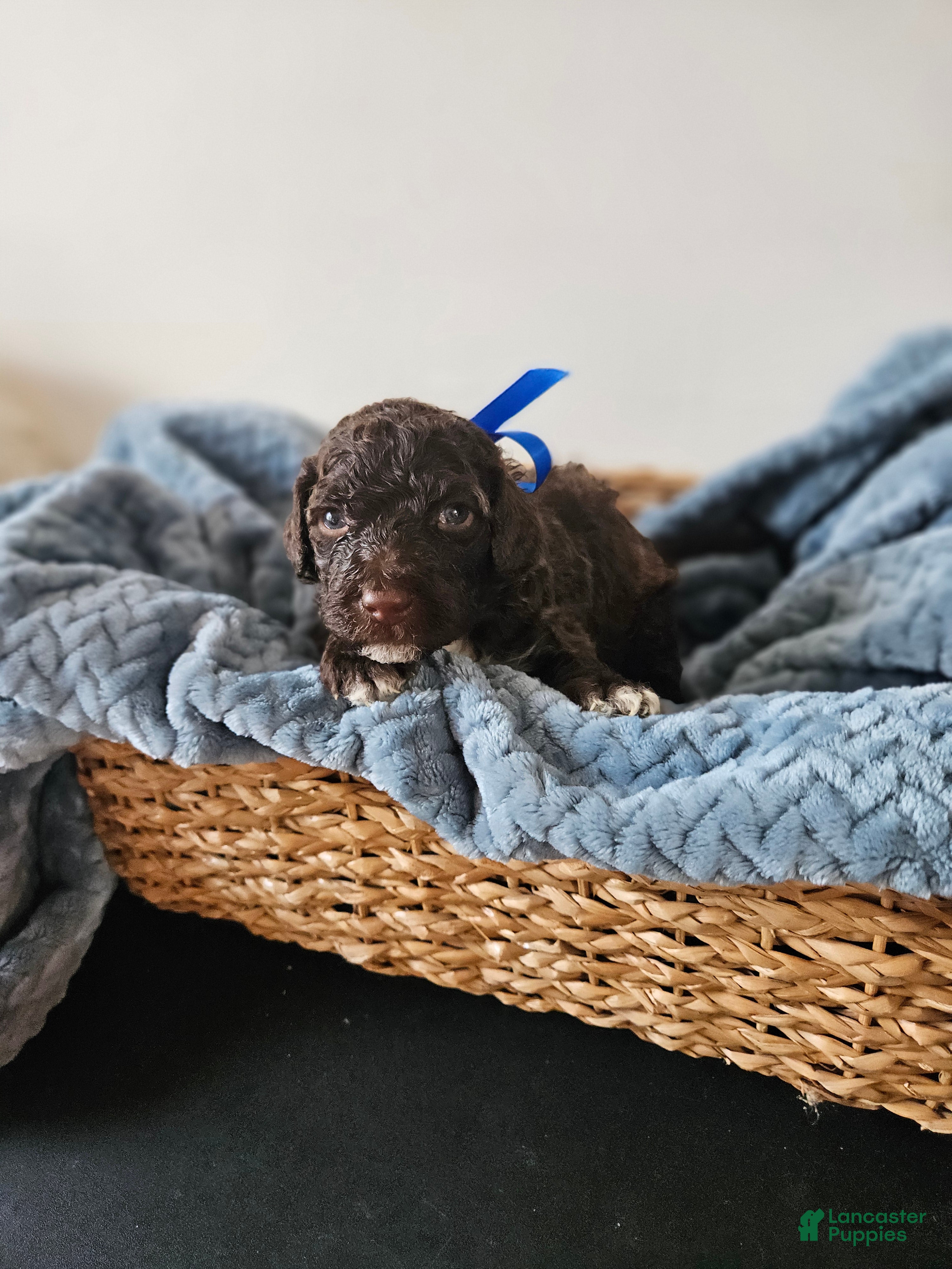 Portuguese Water Dog dogs Charlie - Ad 11