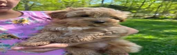 Mini Goldendoodle dogs for sale: Sally - Ad 2