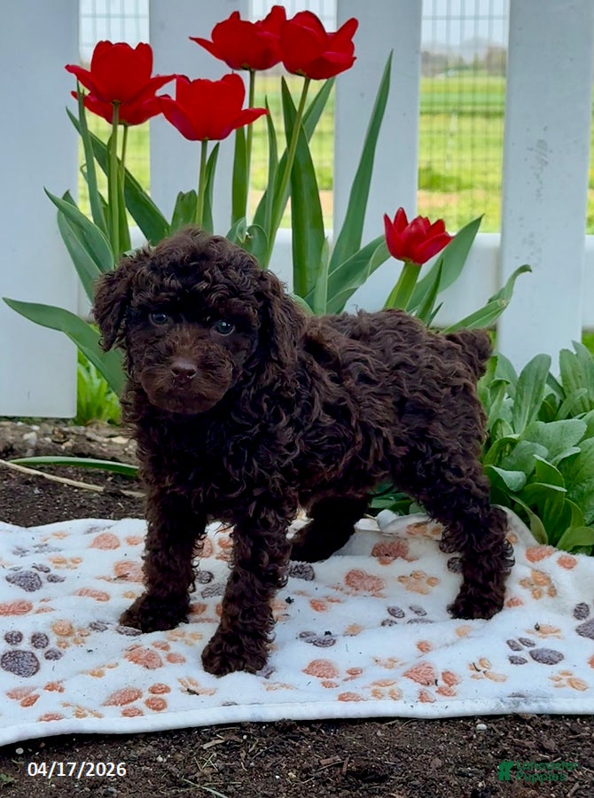 Miniature Poodle dogs Boss - Ad 2