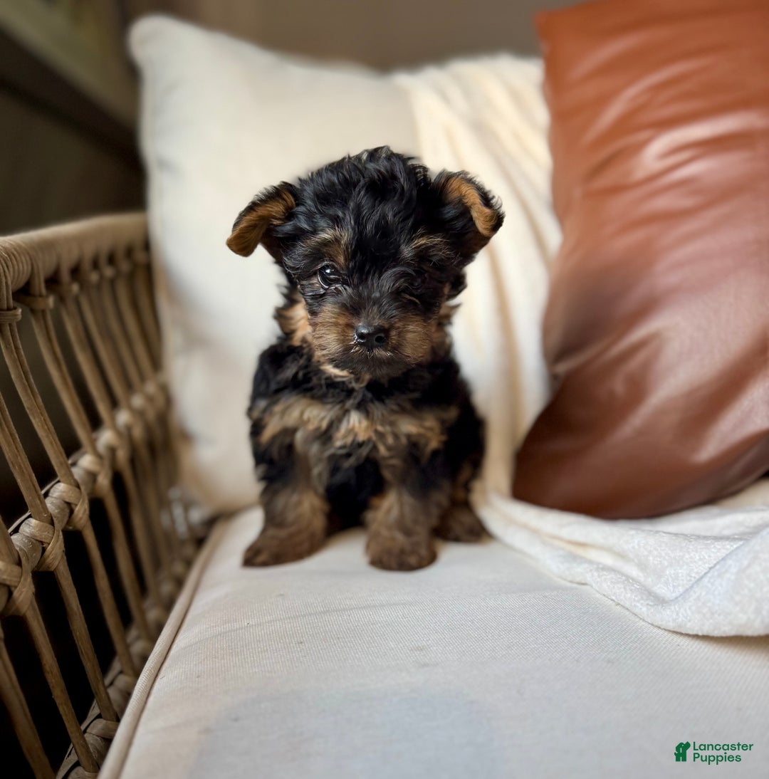 Yorkiepoo dogs for sale: Benson - Ad 9