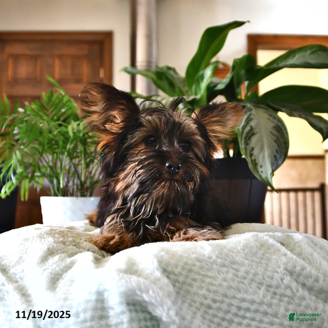 Yorkshire Terrier dogs for sale: Anthony - Ad 4