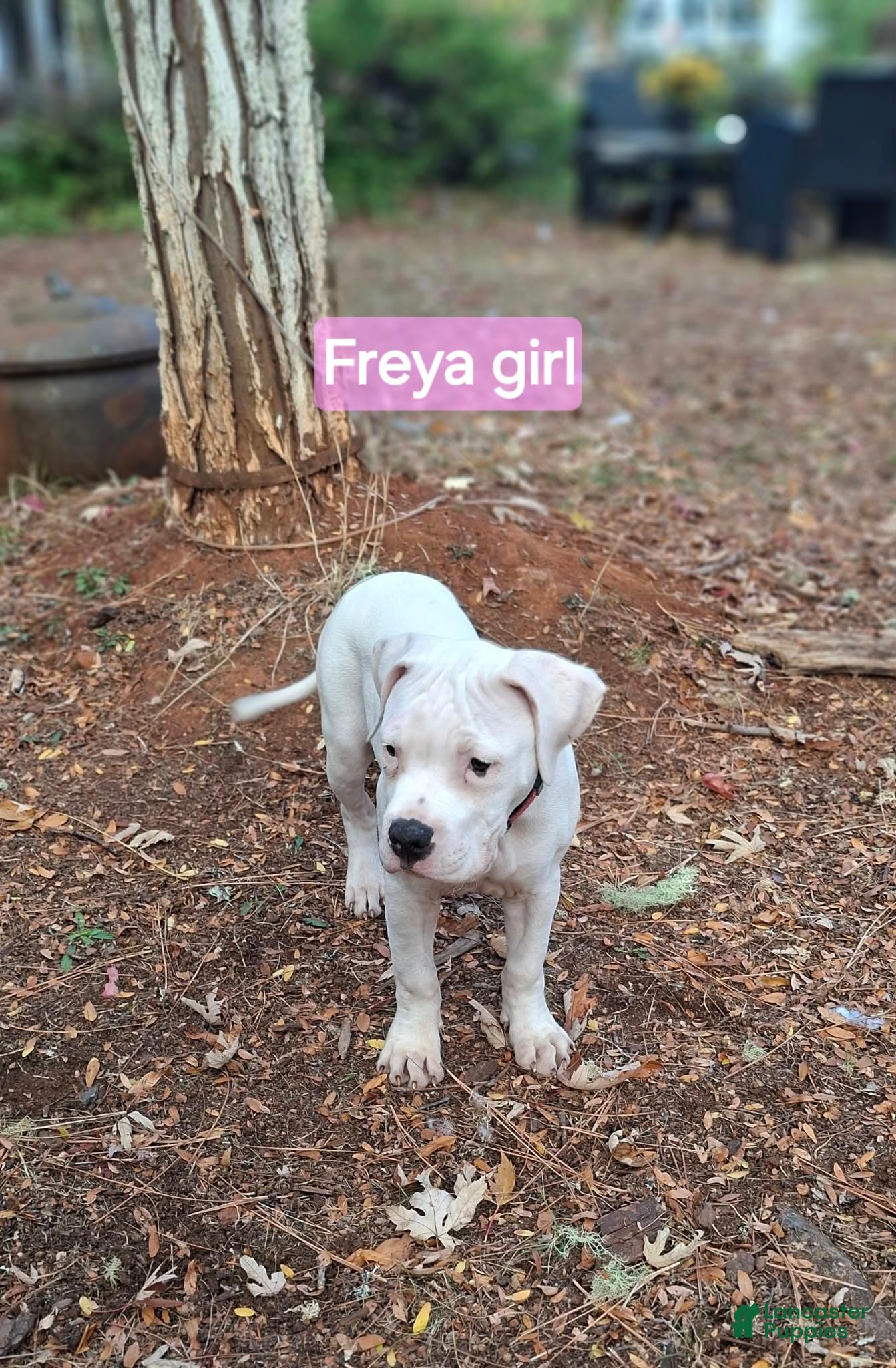 American Bulldog dogs for sale: Freya  - Ad 9