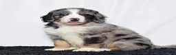 Bernedoodle dogs for sale: Mr. Harley - Ad 6