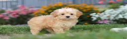 Maltipoo dogs for sale: Haven - Ad 3