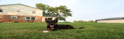 German Shepherd dogs for sale: Duke - Ad 2