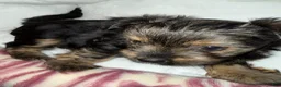 Yorkshire Terrier dogs for sale: Eclipse  - Ad 8