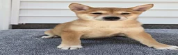 Shiba Inu dogs for sale: Mitch - Ad 4