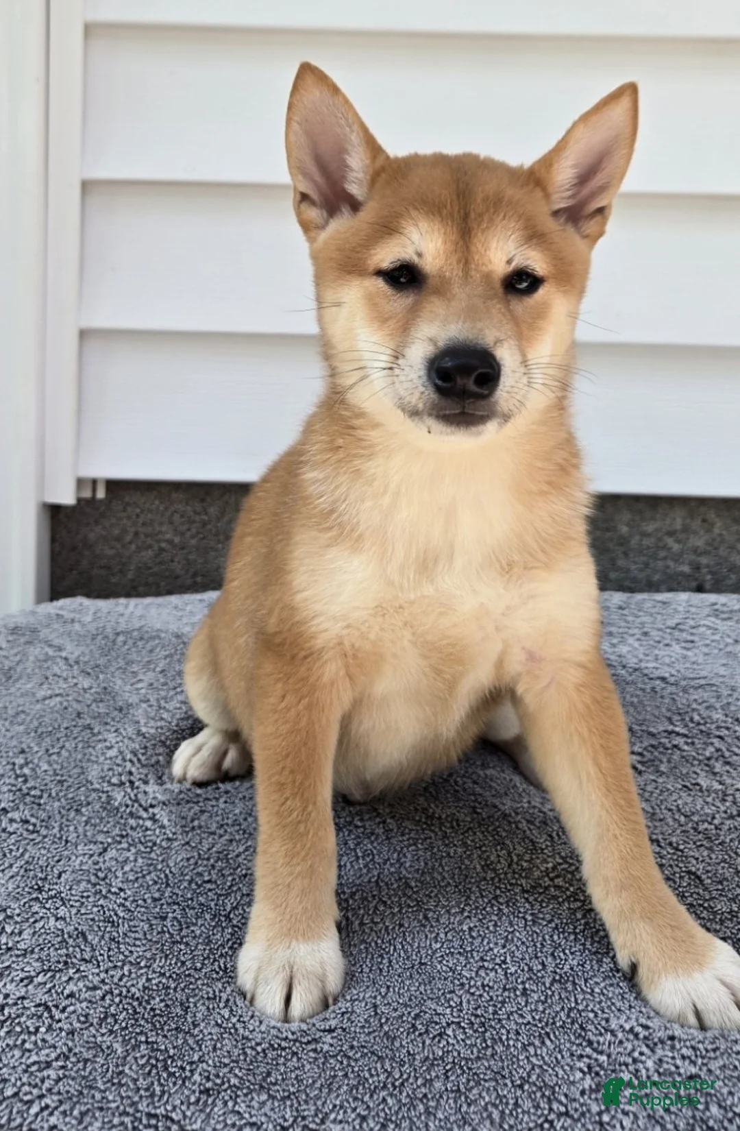 Shiba Inu dogs for sale: Mitch - Ad 4