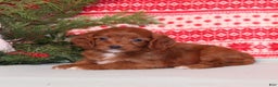 Cavapoo dogs for sale: Velvet - Ad 4