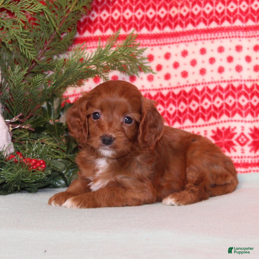 Cavapoo dogs for sale: Velvet - Ad 4