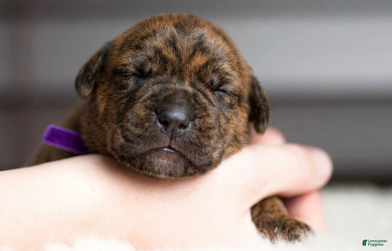 Cane Corso dogs Black Velvet Abyss Molten Ash - Ad 33