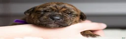 Cane Corso dogs for sale: Black Velvet Abyss Molten Ash - Ad 1