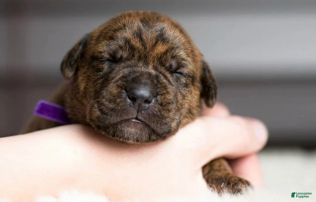 Cane Corso dogs for sale: Black Velvet Abyss Molten Ash - Ad 1
