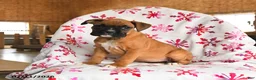 Boxer dogs for sale: Meadow - Ad 2