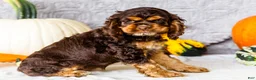Cocker Spaniel dogs for sale: Polly - Ad 4