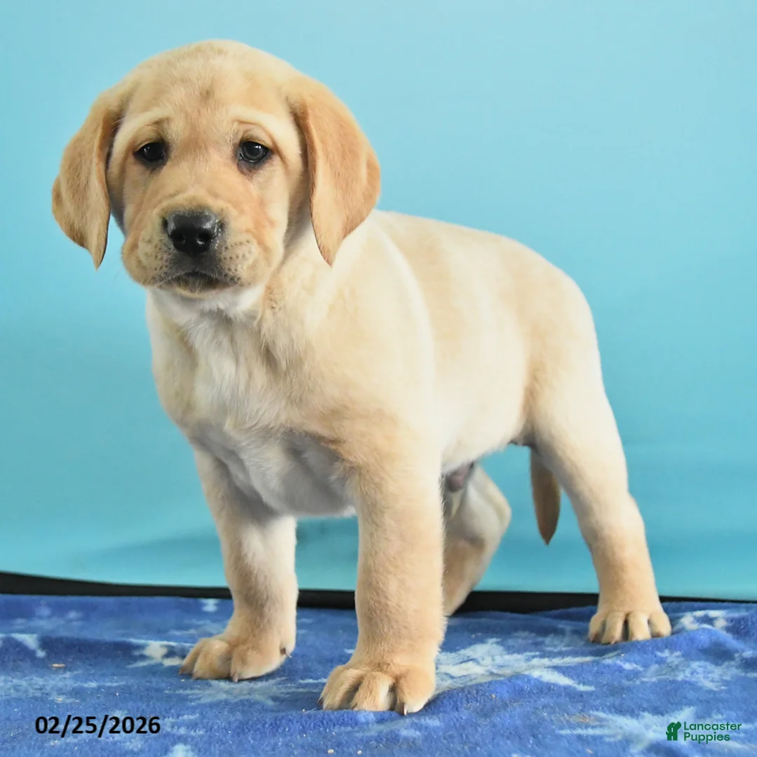 Labrador Retriever dogs for sale: Gabe - Ad 4