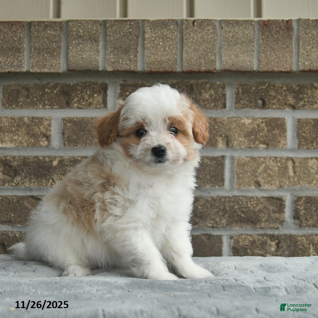 Eskipoo dogs for sale: Nova  - Ad 2