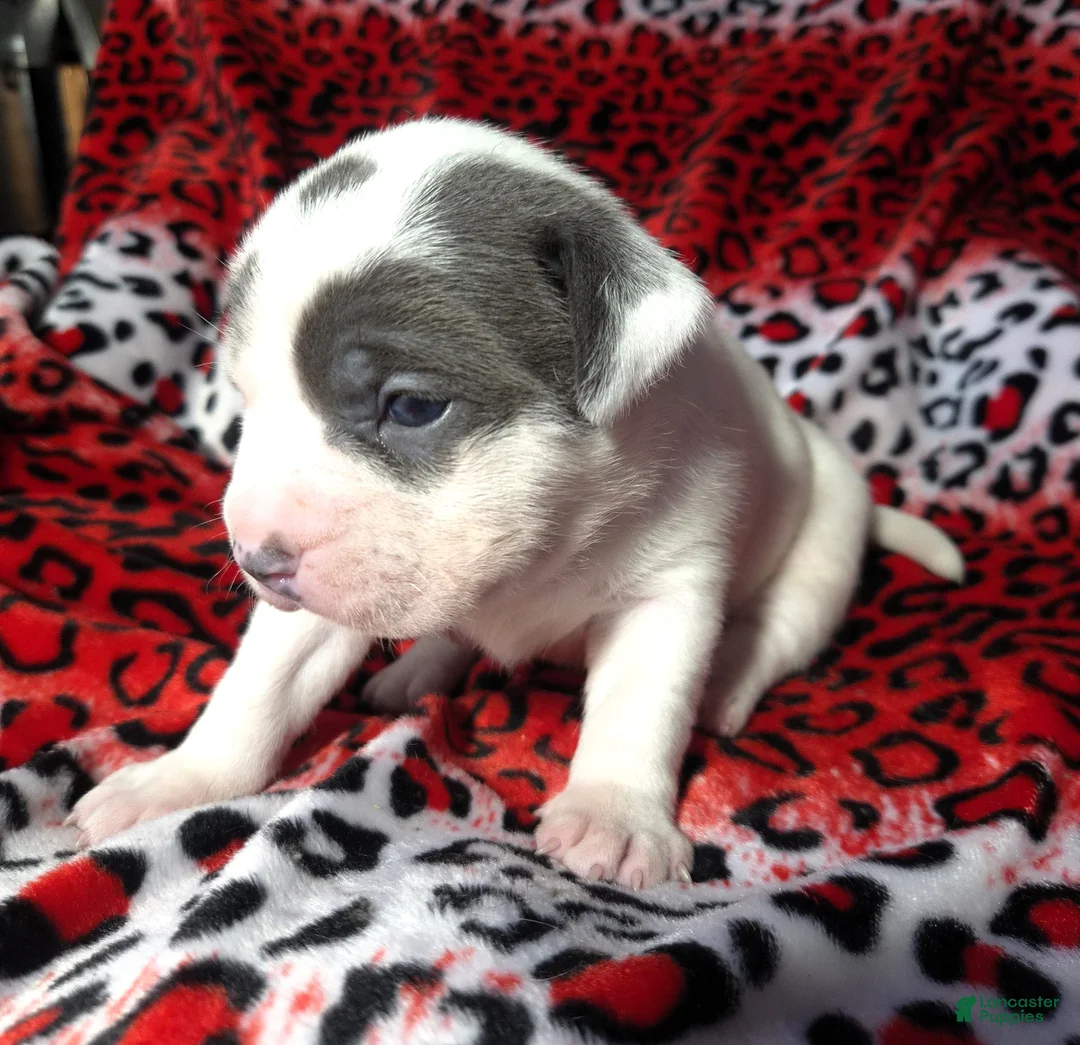 Mixed Breed dogs for sale: "SZA"  - Ad 2