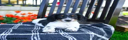 Miniature Dachshund dogs for sale: Digger - Ad 4