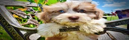 Havapoo dogs for sale: Doodles - Ad 4