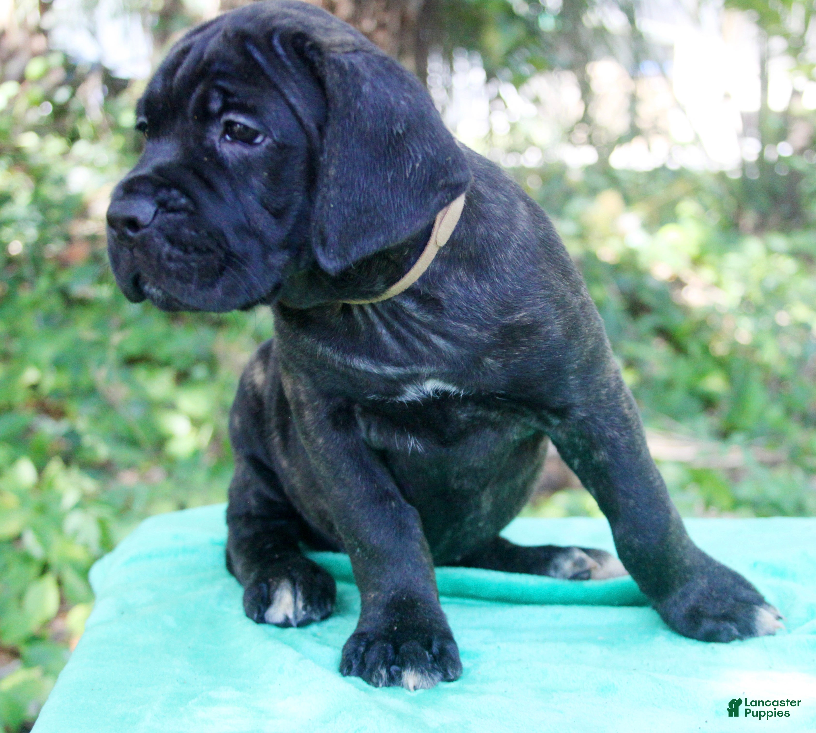 Cane Corso dogs Billie Jean - Ad 28