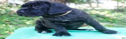 Cane Corso dogs for sale: Billie Jean - Ad 1