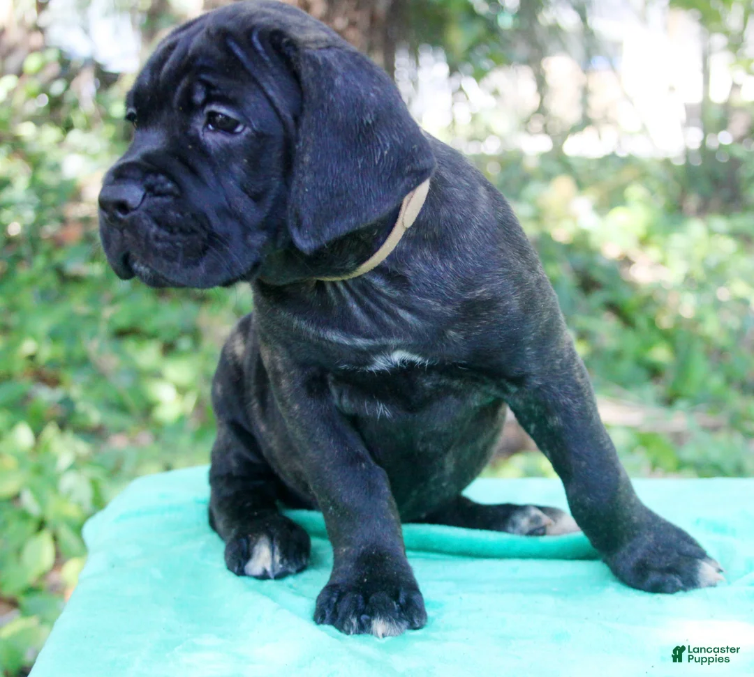 Cane Corso dogs for sale: Billie Jean - Ad 1