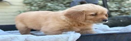 Golden Retriever dogs for sale: Marsha - Ad 9