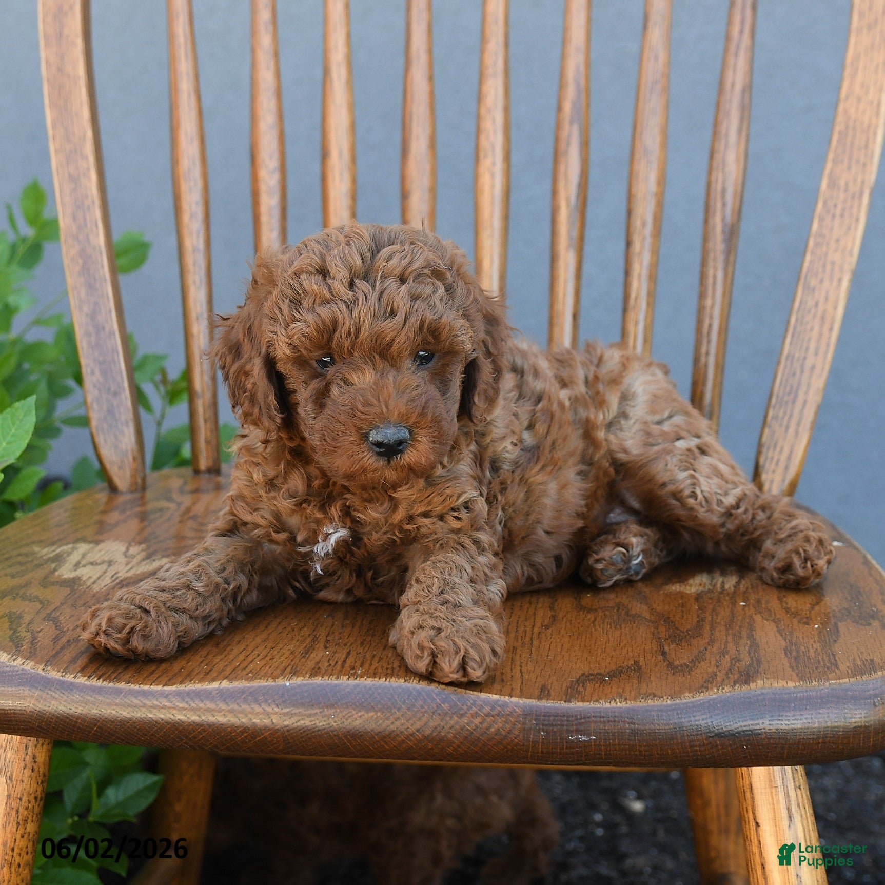 Miniature Poodle dogs for sale: Theodora - Ad 3