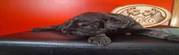 Giant Schnauzer dogs for sale: Phoenix  - Ad 2