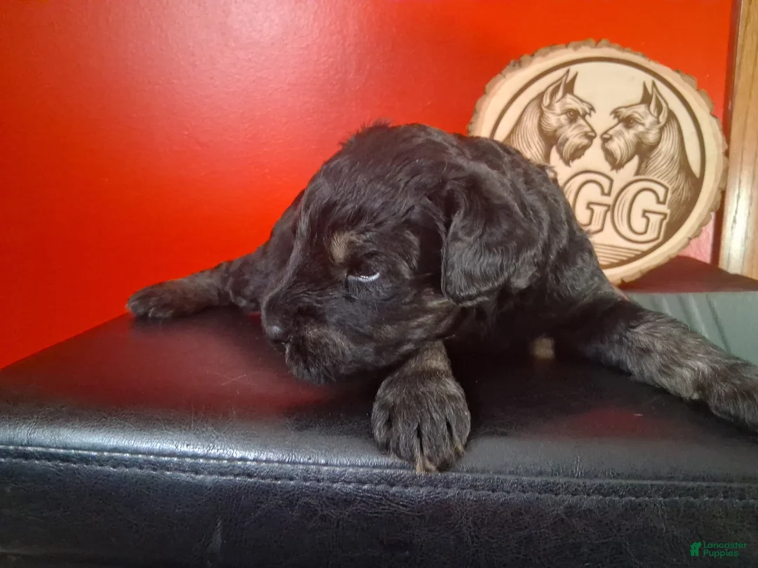 Giant Schnauzer dogs for sale: Phoenix  - Ad 2