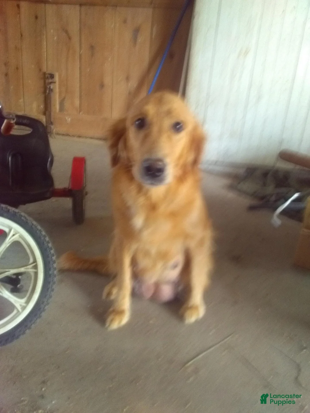 Mixed Breed dogs for sale: Worth - Ad 2