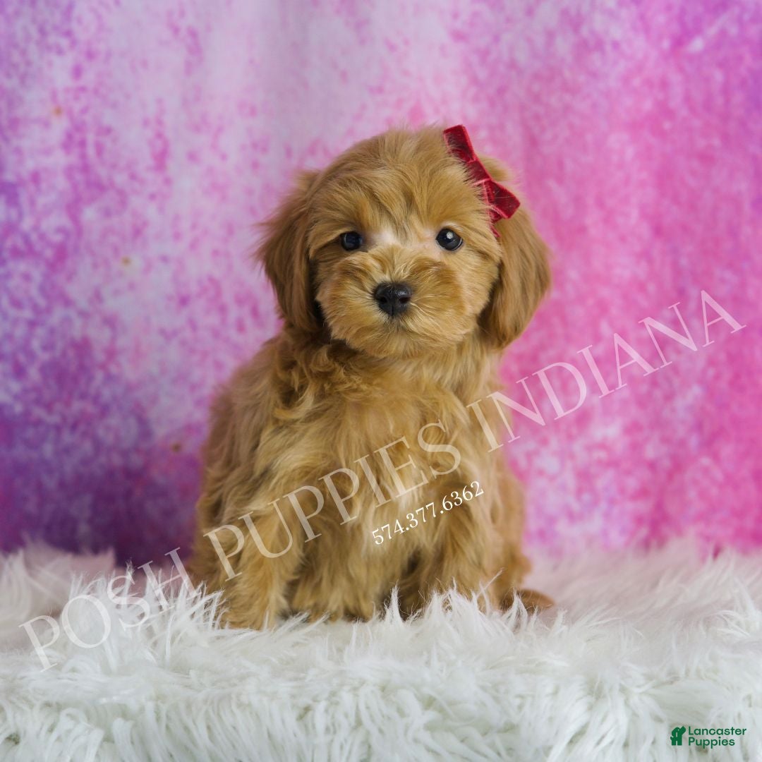 Maltipoo dogs for sale: Layla - Ad 4