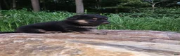 German Shepherd dogs for sale: German Shepherd 5 Titan - Ad 6