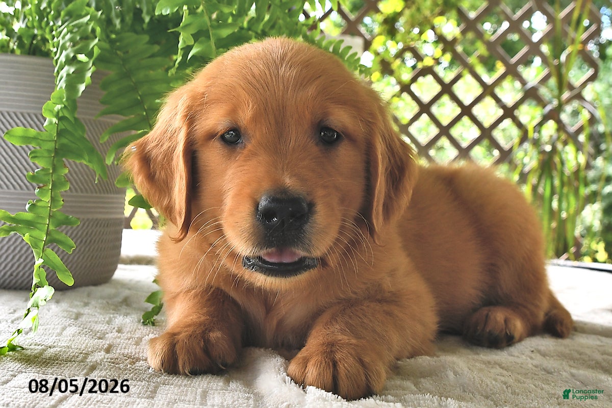 Golden Retriever dogs Bodie - Ad 1